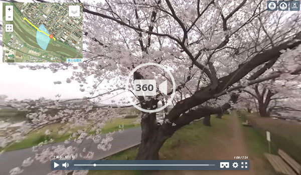 土浦市おすすめ花見スポットの桜川の桜並木の観光VR動画