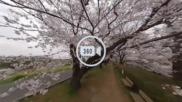 土浦市おすすめ花見スポットの桜川の桜並木の観光VR動画