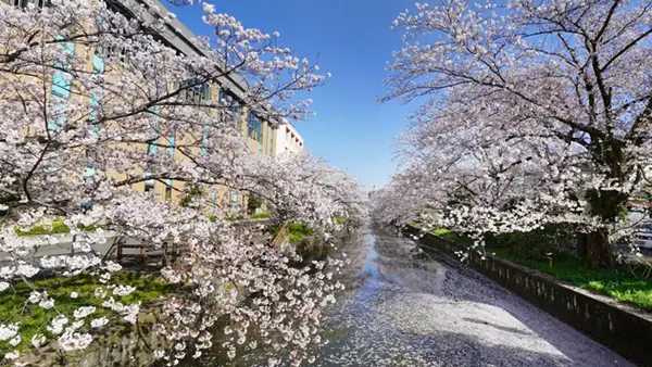 土浦市の花見名所の新川サクラ通りの桜VRツアー