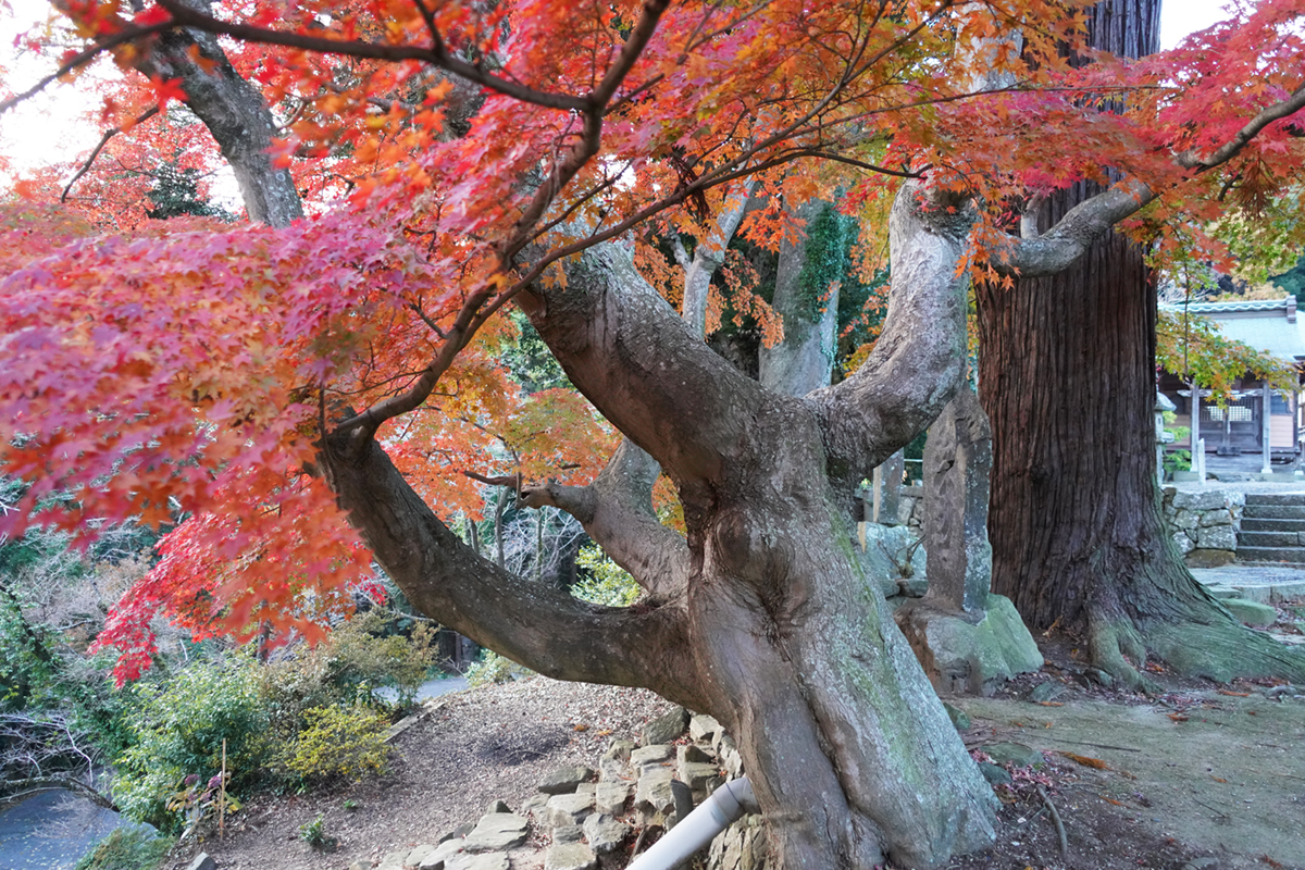 茨城県土浦市の東城寺のもみじ巨木東側からの景観