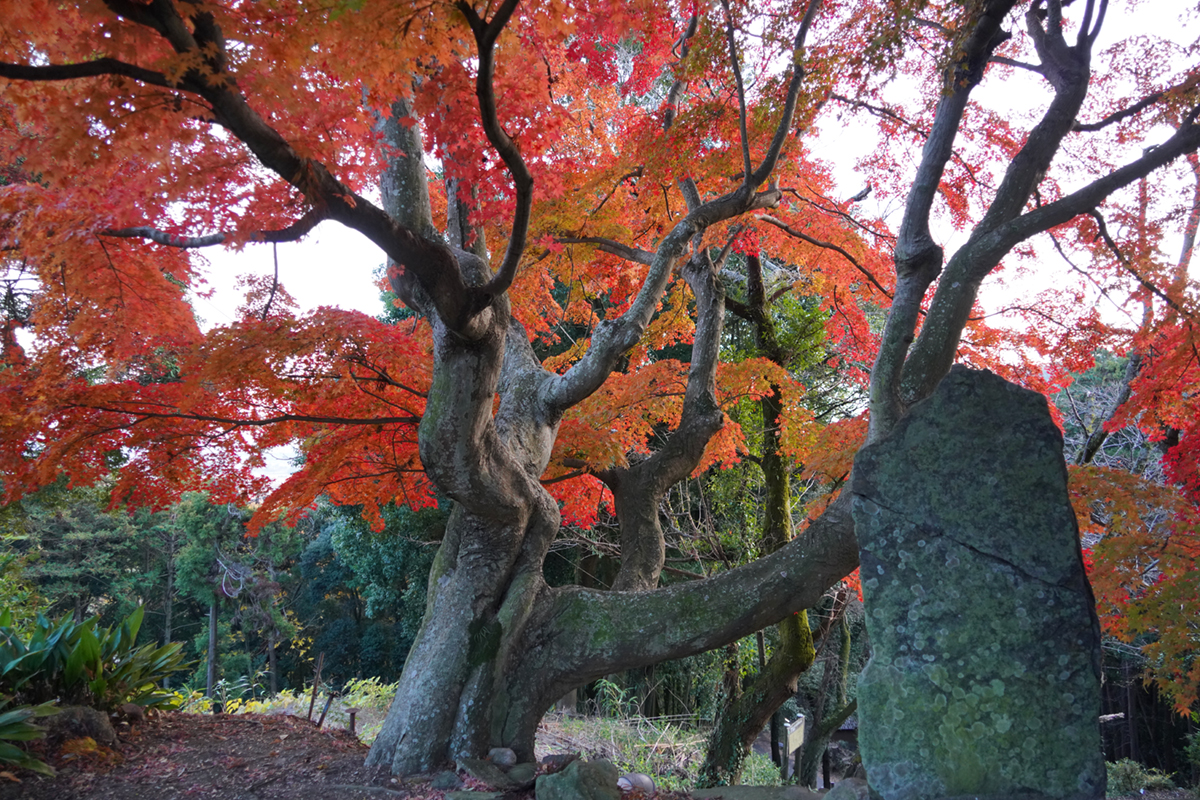 茨城県土浦市の東城寺のもみじ巨木北側からの景観