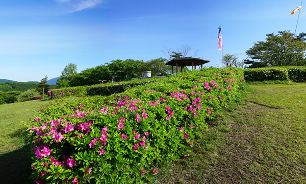 茨城県土浦市おすすめスポットの朝日峠展望公園のつつじ