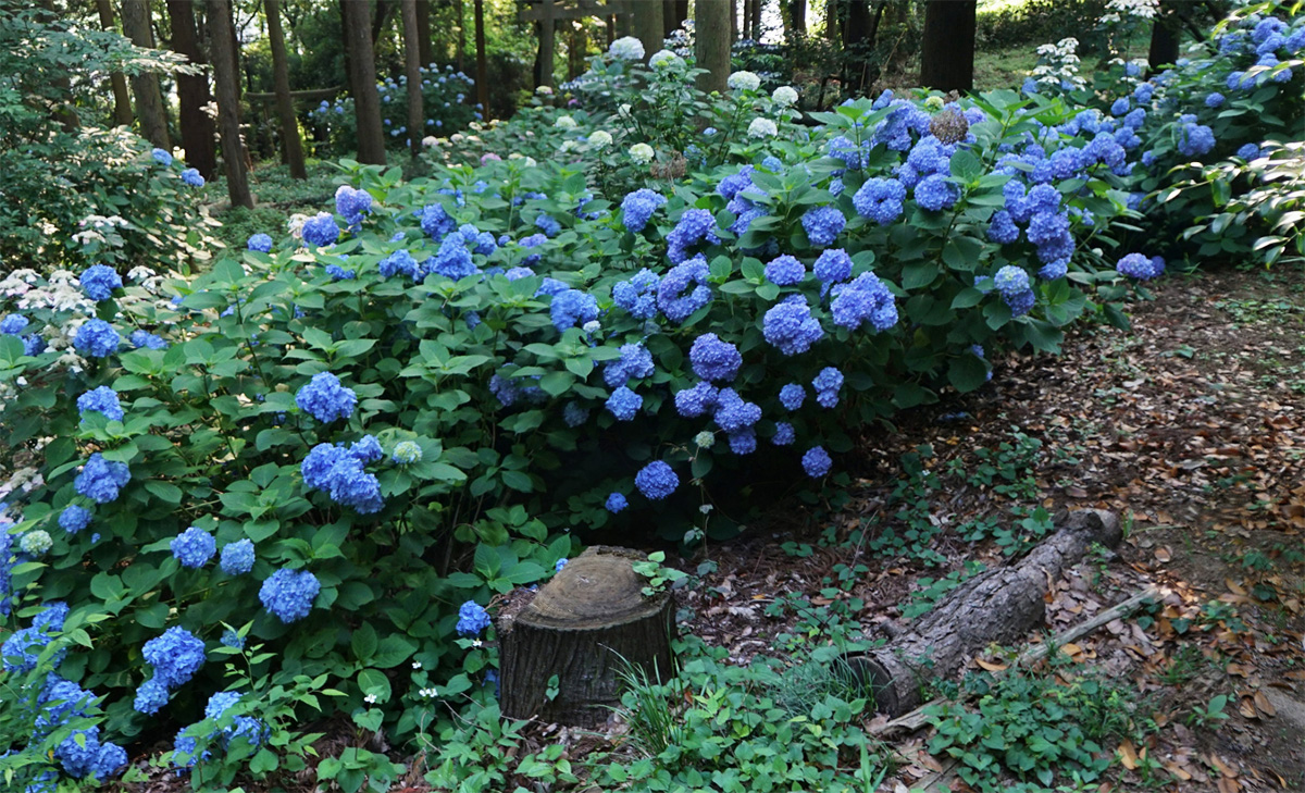 鹿島神社本殿・境内の左脇には、青色のホンアジサイ