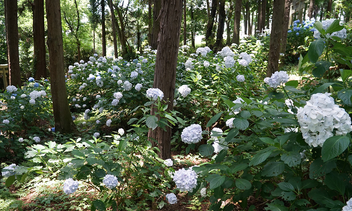 鹿島神社の南側参道の右側（東側）の白色のホンアジサイ