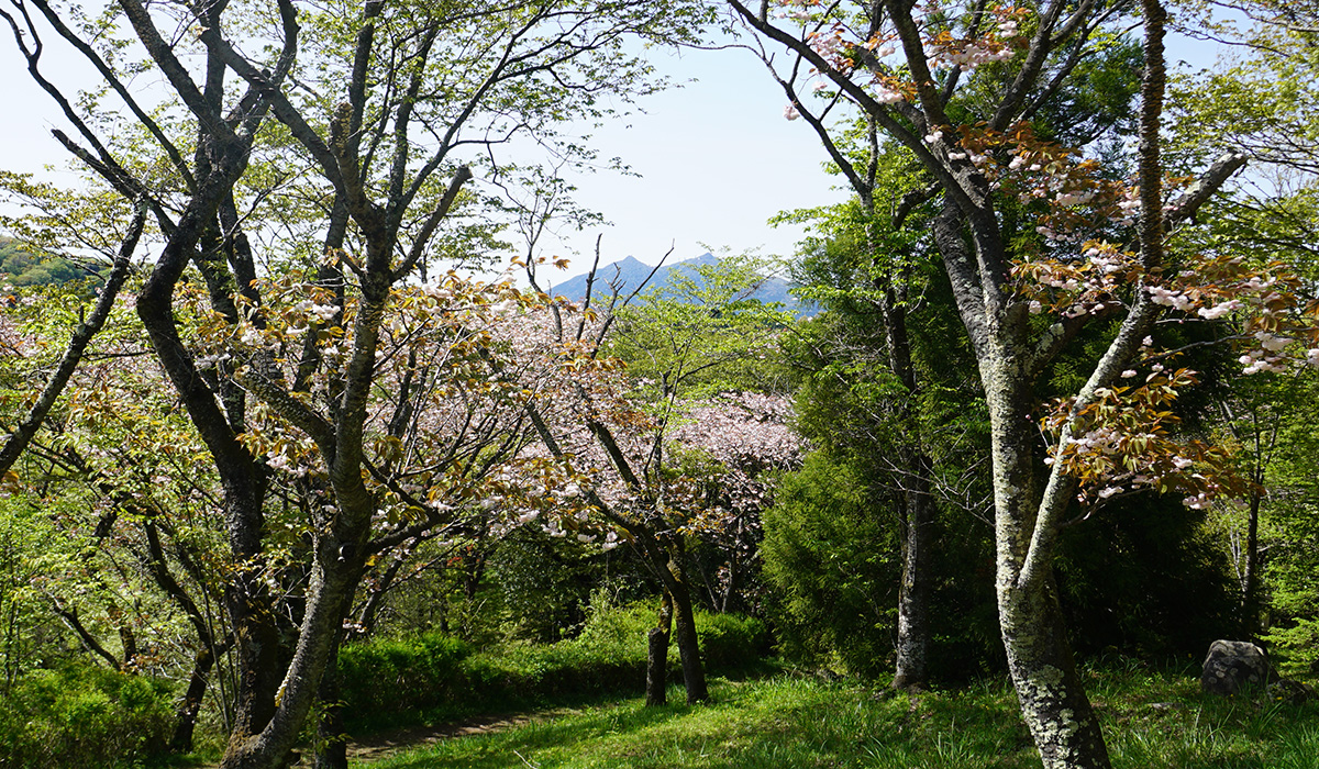 土浦市の朝日峠展望公園のぼたん桜
