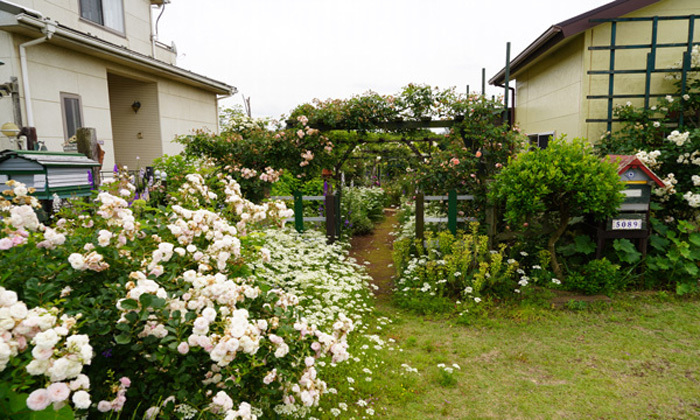 茨城県つくば市のアナベルのバラ
