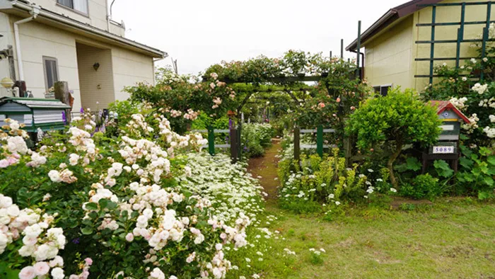 茨城県つくば市のアナベルのバラ