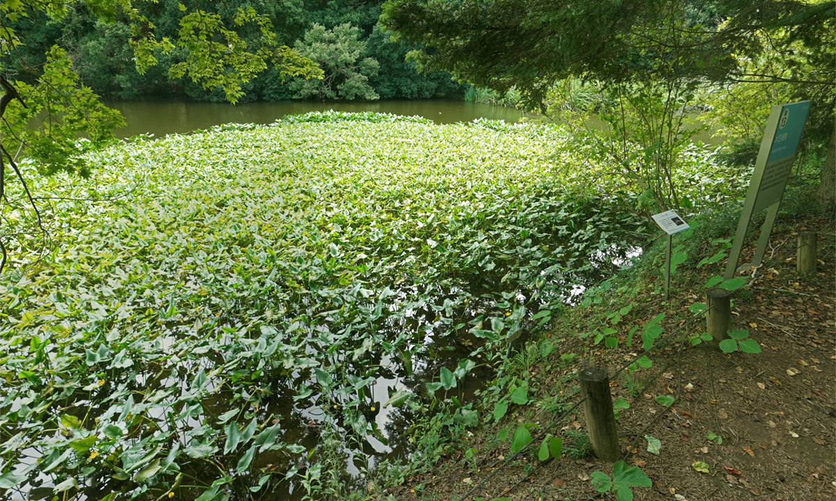 筑波実験植物園の水生植物区画のコウホネ群生