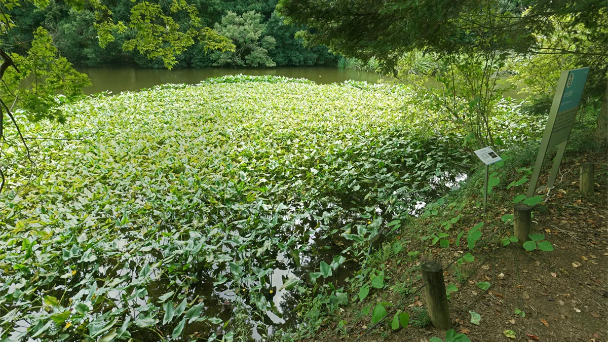 筑波実験植物園の水生植物区画のコウホネ群生