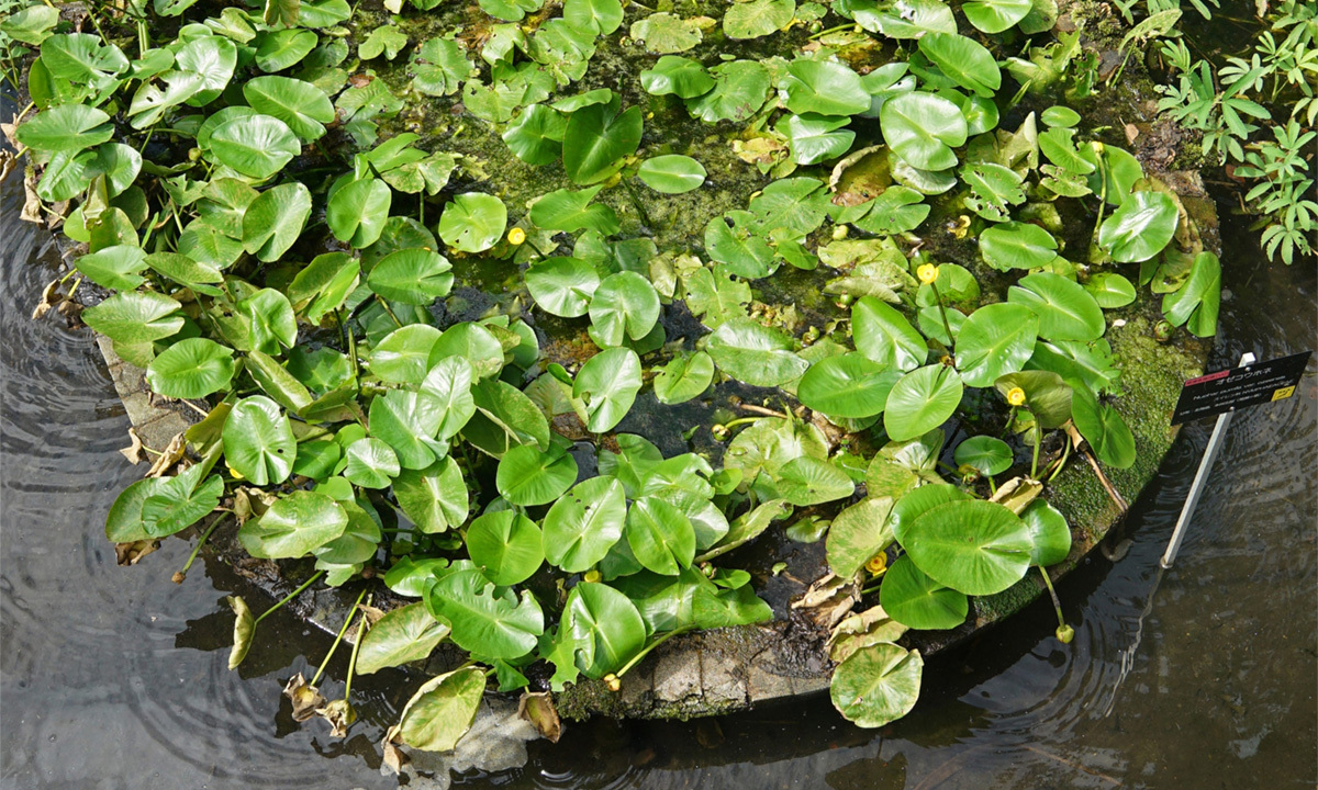 つくば市の筑波実験植物園のコウホネ
