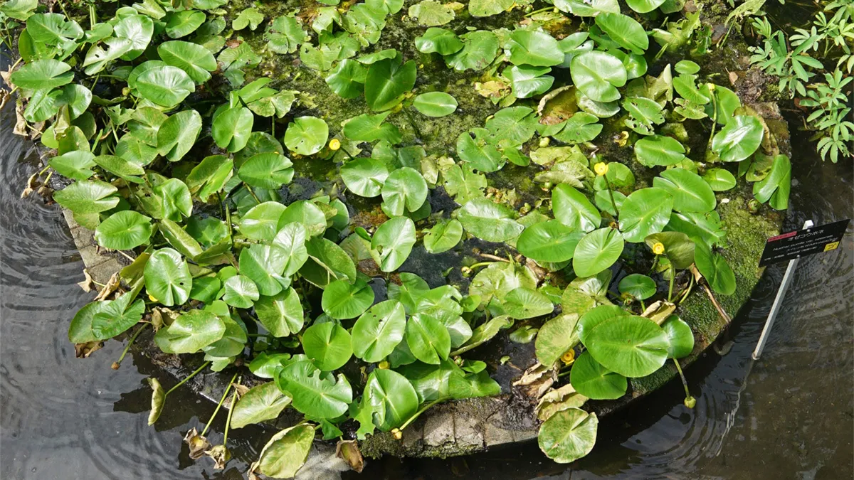 つくば市の筑波実験植物園のコウホネ