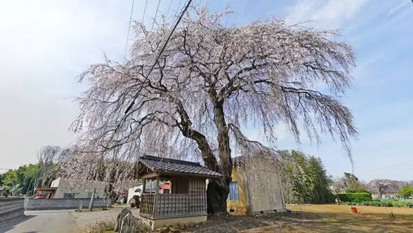 茨城県竜つくば市の安食の地蔵桜の開花写真