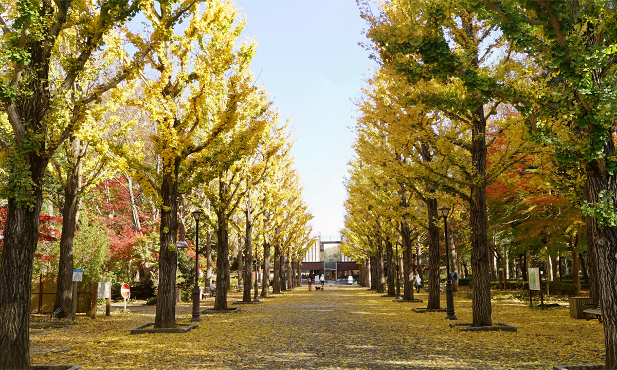 つくば市の洞峰公園のイチョウ並木