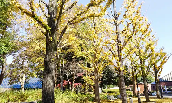 茨城県つくば市の洞峰公園のイチョウ並木