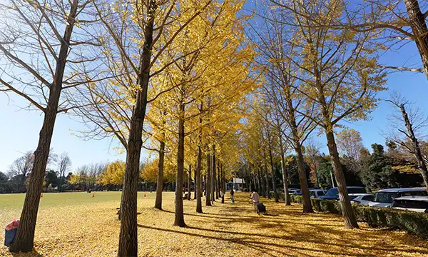 茨城県つくば市の科学万博記念公園のイチョウ並木