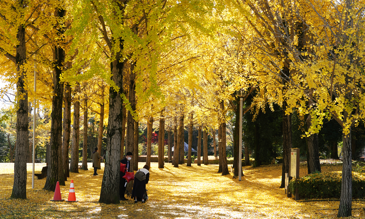 つくば市の科学万博記念公園のイチョウ並木