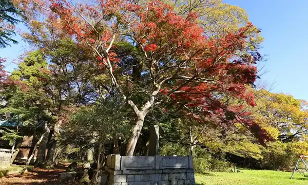 茨城県つくば市の金村別雷神社のもみじ