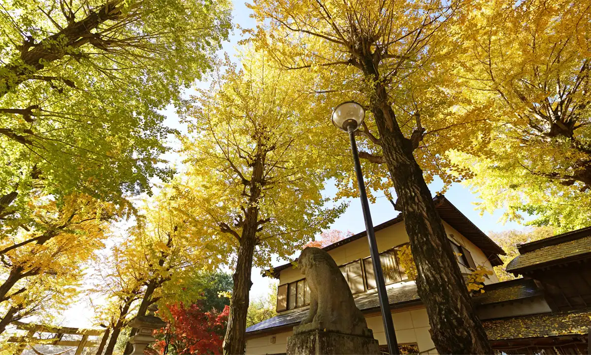 つくば市上郷の金村別雷神社のイチョウ並木