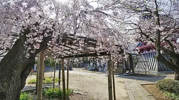 泉子育観音・慶龍寺のしだれ桜とソメイヨシノ