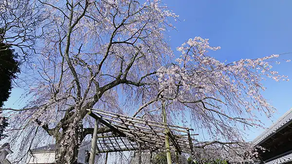 茨城県竜つくば市の泉子育観音(慶龍寺)のしだれ桜の開花写真
