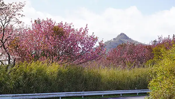 筑波山の南側の八重桜の景観