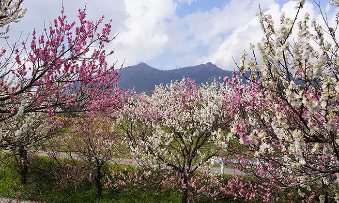 茨城県つくば市神郡の六所の花桃並木