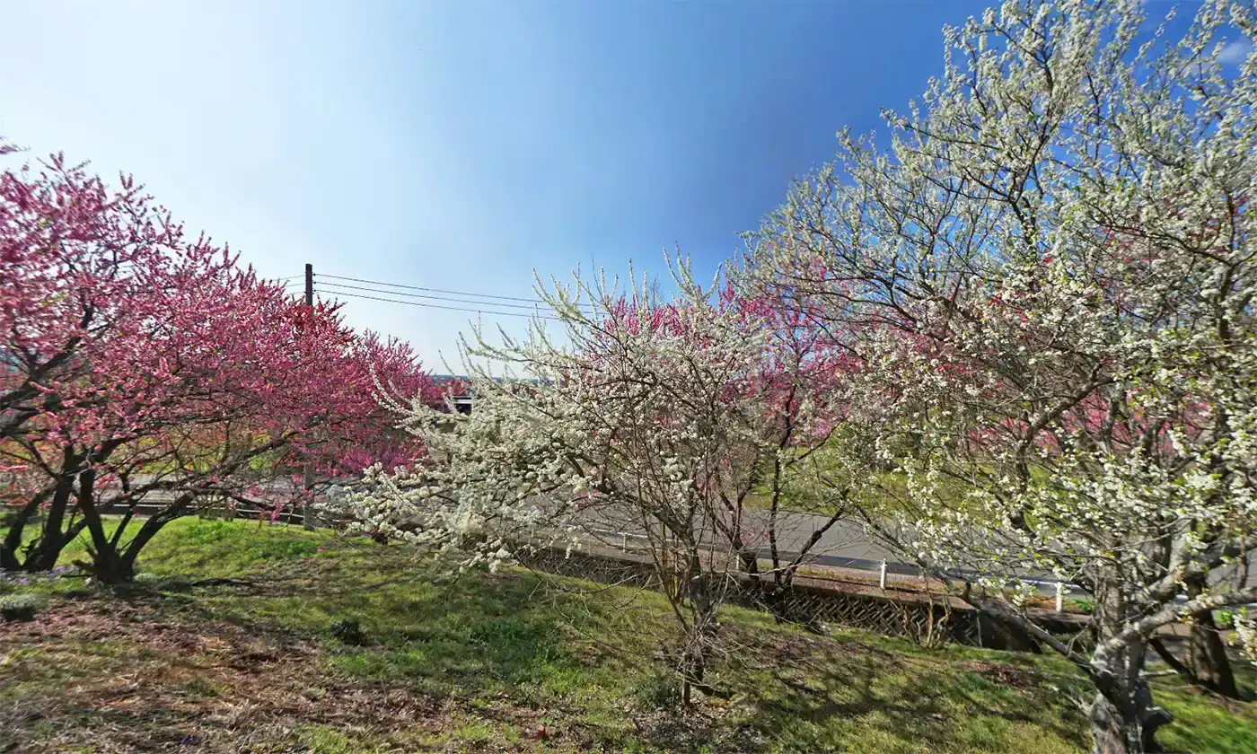 道路東側斜面から見た山口の花桃の里の様子
