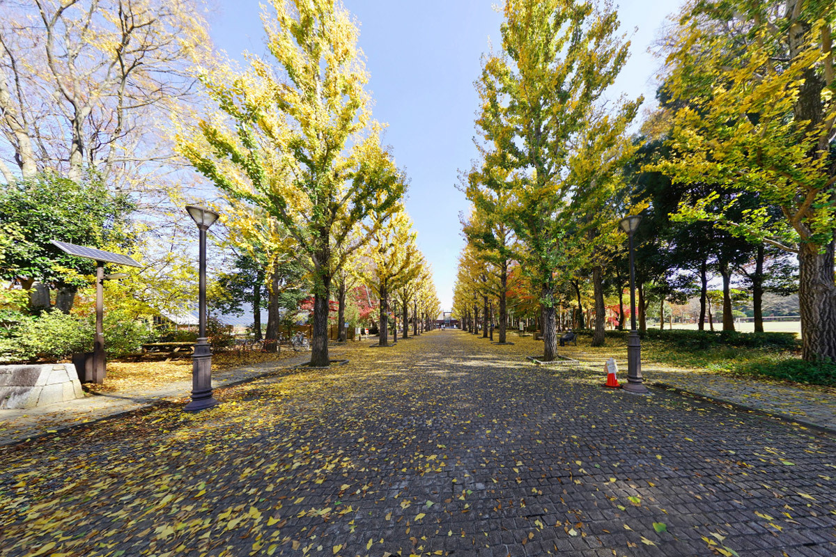 つくば市洞峰公園のイチョウ並木