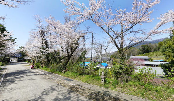 つくば市の桜 花見の名所 桜祭り観光スポット案内 茨城vrツアー つくば市の桜 花見の名所 桜祭り観光スポット案内 茨城vrツアー