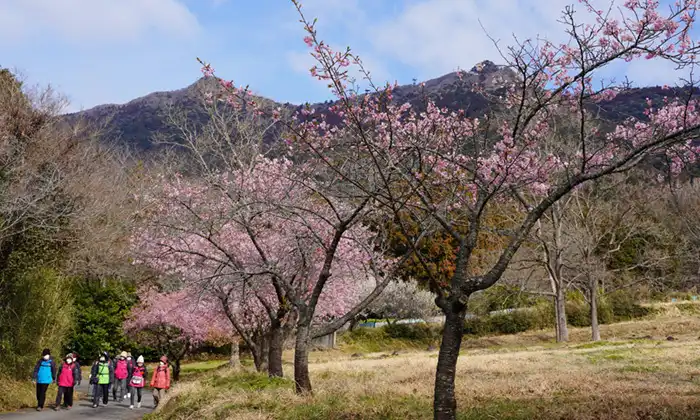 茨城県つくば市の筑波ふるさとの里の河津桜と筑波山