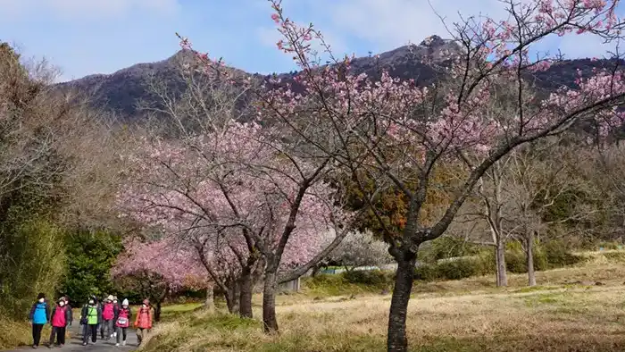 茨城県つくば市の筑波ふるさとの里の河津桜と筑波山