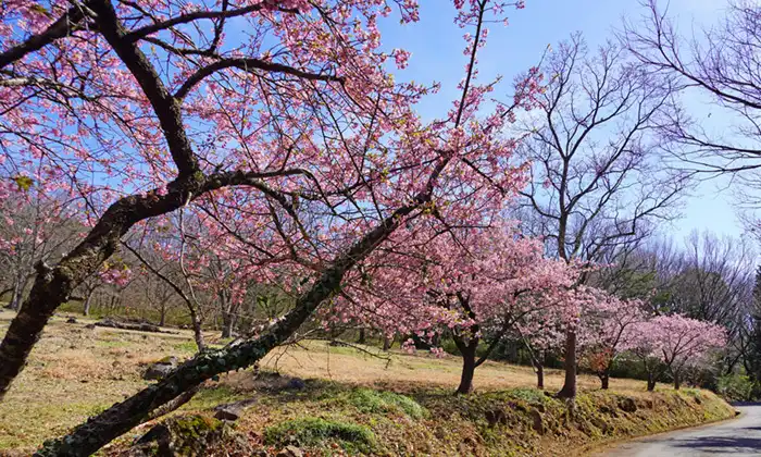 筑波ふれあいの里河津桜の並木