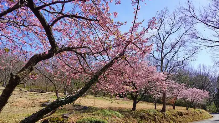 筑波ふれあいの里河津桜の並木