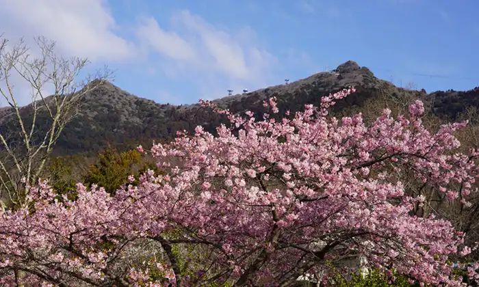 筑波ふれあいの里の河津桜と筑波山の景観
