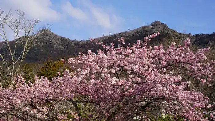 筑波ふれあいの里の河津桜と筑波山の景観