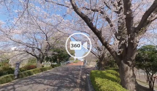 筑波学院大学傍の桜並木の360度動画