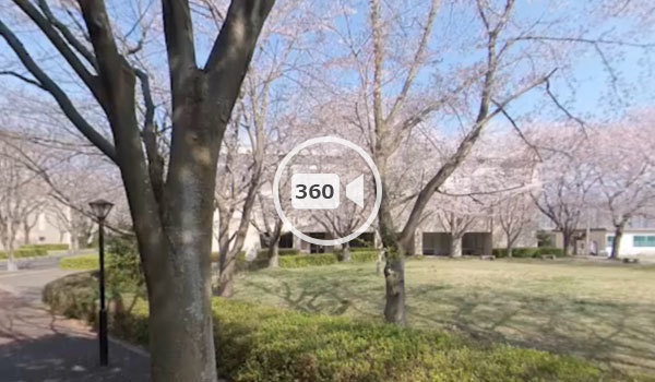 つくば市の桜おすすめスポットの筑波学院大学の観光VR動画