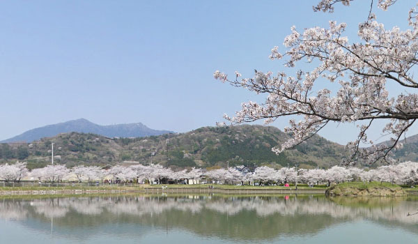 北条大池の桜