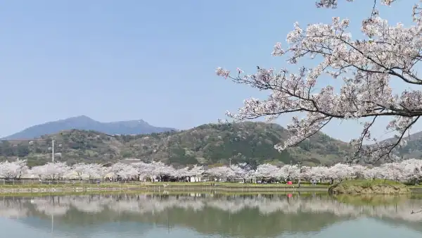 北条大池の桜の開花と筑波山