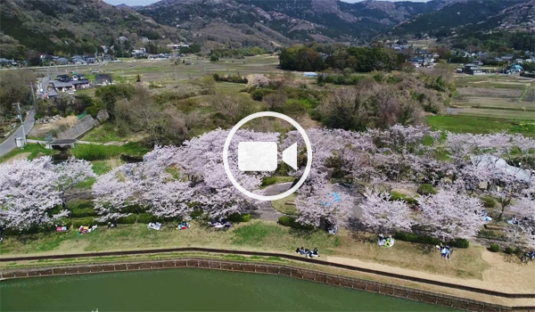 北条大池の桜並木空撮観光動画