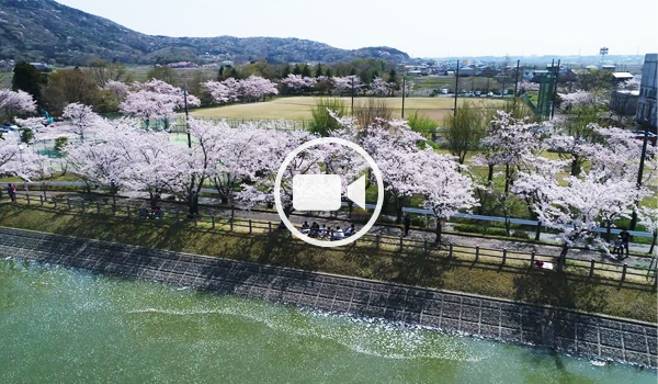 つくば市おすすめ花見スポットの北条大池桜並木の空撮観光動画