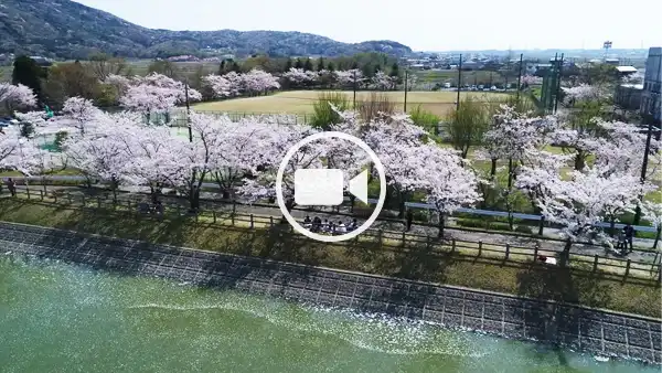 つくば市おすすめ花見スポットの北条大池桜並木の空撮観光動画