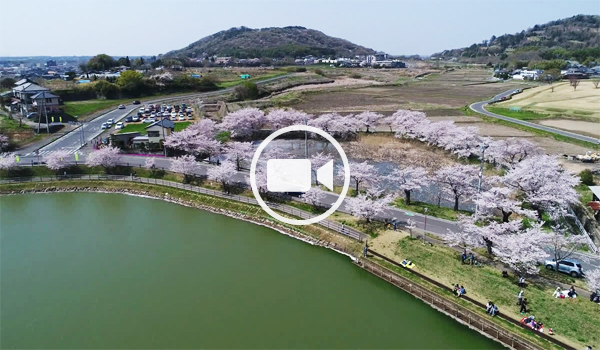 つくば市の桜おすすめスポットの北条大池の桜並木空撮動画