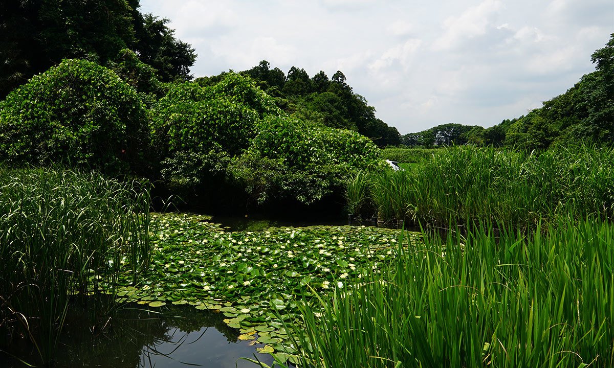 茨城県つくば市の一杯館池のスイレンVRツアー