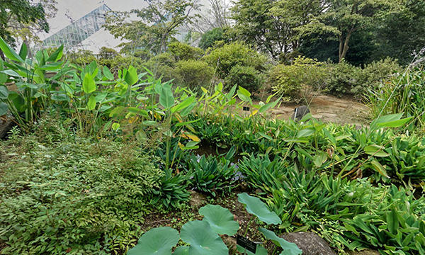 茨城県のハスの花おすすめ季節観光名所のつくば植物園VRツアー