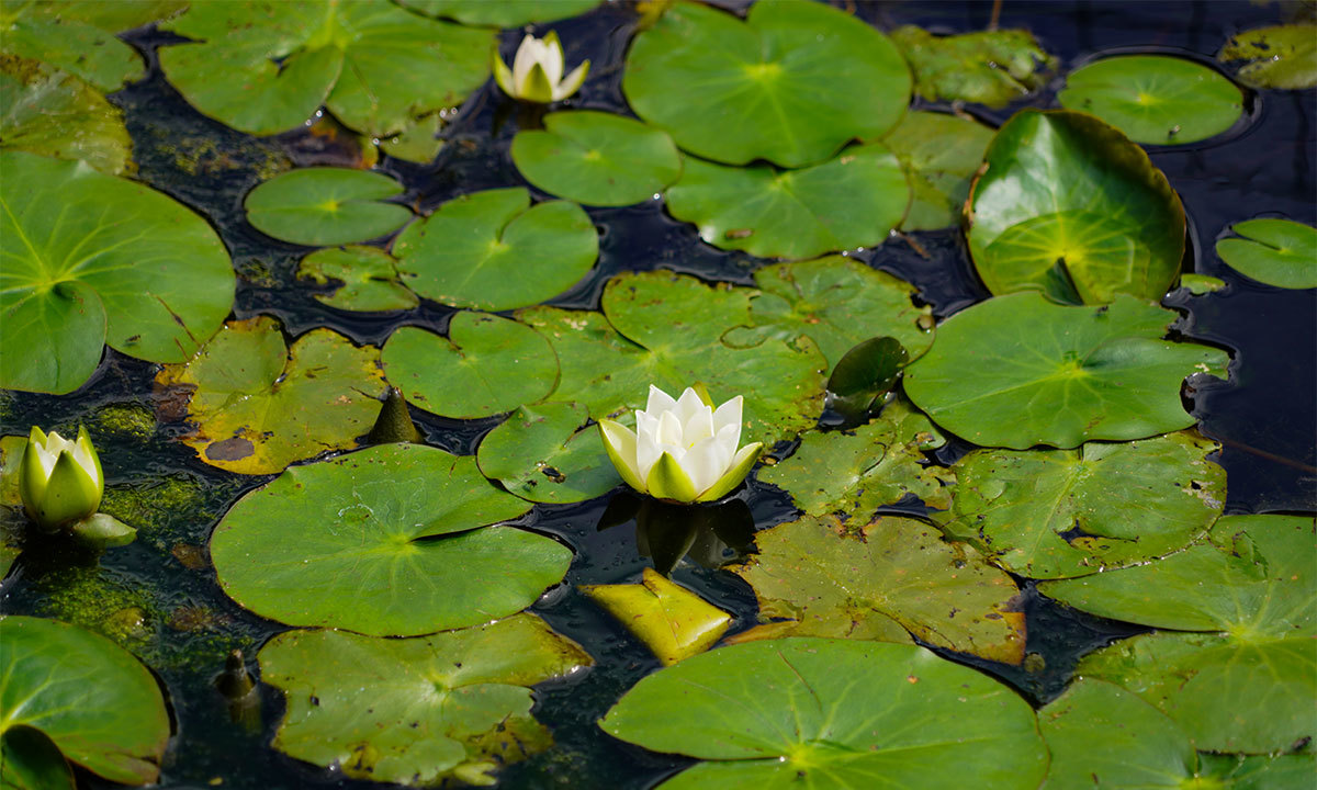 筑波実験植物園・水生植物区画のスイレンの花のVRツアー