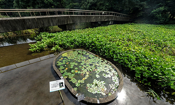 つくば市のスイレンの花季節観光名所の筑波実験植物園・水生植物区画VRツアー