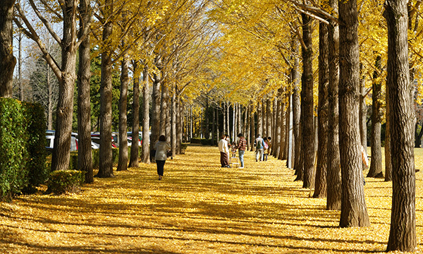 つくば市の科学万博記念公園のイチョウ並木