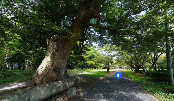 茨城県つくば市おすすめ巨木スポットの金村別雷神社のエノキ