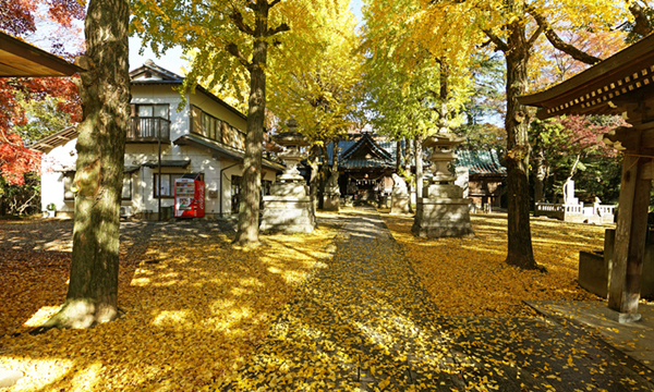 茨城県つくば市の金村別雷神社のイチョウ並木